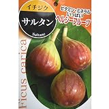 イチジク：サルタン5号ポット[夏秋兼用種][苗木]