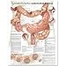 Understanding Colorectal Cancer Anatomical Chart