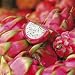 Posters: Fruits Poster Art Print - Dragon Fruit (16 x 16 inches)