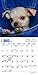 Chihuahua Puppies 2016 Calendar