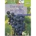 Une vigne au jardin