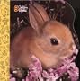 10 Little Bunnies (Little Nugget)