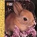10 Little Bunnies (Little Nugget)