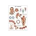 3B Scientific VR0248L Glossy UV Resistant Laminated Paper Der Kehlkopf Anatomical Chart (Larynx Anatomical Chart, German), Poster Size 20