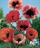 51CCYlxzQOL. SL160  Poppy, Oriental Poppy Mix 1 Pkt. (100 seeds)