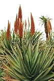Wallmonkeys Peel and Stick Wall Decals - Orange Flowers on Aloe Succulent Plant - 48