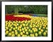 Tulips, Keukenhof Gardens, Netherlands Collections Framed Art Poster Print by Gavin Hellier, 39x31