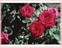 Kardinal (Rosa Hybrid Tea) - Bare Root Rose