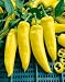 Hungarian Yellow Wax Hot, Hot Pepper Seeds - Capsicum Annuum - 1 Grams - Approx 150 Gardening Seeds - Vegetable Garden Seed