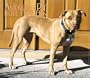 For The Love Of American Pit Bull Terriers 2006 Calendar