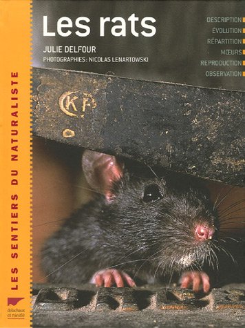 rencontre entre deux rat