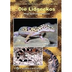 Die Lidgeckos: Pflege, Zucht und Lebensweise