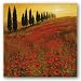 Poppies by Steve Thoms 24x24 Art Print Poster