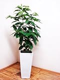 【送料無料】ロングスクエア陶器鉢仕立てのワンランク上のコーヒーの木　／130cm前後（9号）