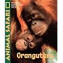 Animal Safari - Orangatans