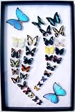 Real Framed Butterfly Art Collection with 2 Blue Morpho Butterflies in Black Display
