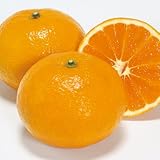 蜜柑(ミカン)の苗木　南津海（なつみ）