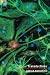 Transductions: Bodies and Machines at Speed (Techn...