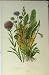 C1880 Clour Print Rampion Lobelia Flower Plant Scabious