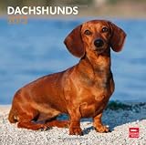 Dachshunds 2013 Square 12X12 Wall Calendar
