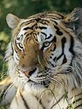 Portrait of a Tiger Premium Photographic Poster Print by Dr. Maurice G. Hornocker, 24x32 Portrait of a Tiger Premium Photographic Poster Print by Dr. Maurice G. Hornocker, 24x32