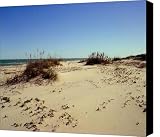 South Padre Island dunes Canvas Print / Canvas Art - Artist Evelyn Patrick