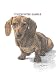 Dachshund Puppy - 9x12 Drawing by Cindy Farmer