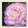 AbsorbaStone Coaster set~ Pink Rose ~4 Tile Drink Coasters ~ code 637C