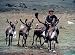 Lords of the Animals: The Tsaatan, The Reindeer Riders (Home Use)