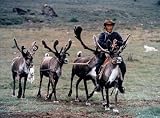 Lords of the Animals: The Tsaatan&sbquo;  The Reindeer Riders (K-12/Public Library/Community Group)