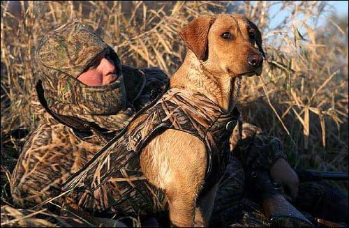 Avery Standard Hunting Dog Parka
