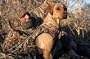 Avery Standard Dog Parka - Shadow Grass Color