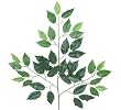 TWO Dozen (24 pieces) of 24" Ficus Spray with a total of 1008 leaves