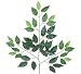 TWO Dozen (24 pieces) of 24" Ficus Spray with a total of 1008 leaves