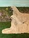 Afghan Hound - Large Tempered Glass Cutting Board By Merry Scotland
