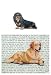 Dachshund (Longhair, Black and Tan) Glass Cutting Board