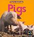 Pigs (Farm Animals)