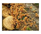 Fungi on Log Photographic Poster Print by Carl Weaver, 20x16