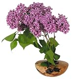 Ikebana Vase for Flower Arrangement Meditation