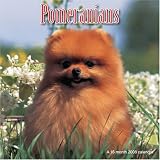 Pomeranians 2008 Wall Calendar