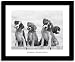 WONDER Beagles Boxer Dog Photo Black White Framed Print