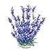 Aquatop Aquatic Supplies PD-BH27 003505 Bacopa-Like Aquarium Plant, Blue/White, 9