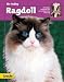 Ihr Hobby Ragdoll.