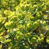Euphorbia Whistleberry Garnet