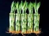 50 Stalks (5 Bundles) of 8 Inches Straight Lucky Bamboo Plants
