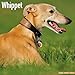 Whippet Calendar - Breed Specific Whippet Calendar - 2015 Wall calendars - Dog Calendars - Monthly Wall Calendar by Avonside