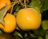Shinko Pear Tree -- 12 by 12 Inch Container