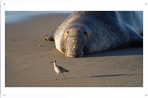 ゾウアザラシ24531のティンサイン 金属看板 ポスター / Tin Sign Metal Poster of Elephant Seal 24531