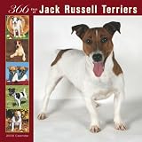 Jack Russell Terriers 366 Days 2008 Square Wall