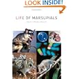 Life of Marsupials